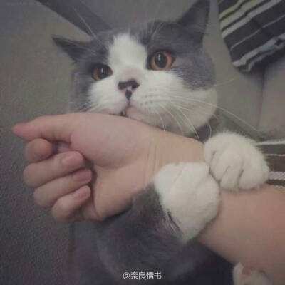 参见女王大人破解版下载