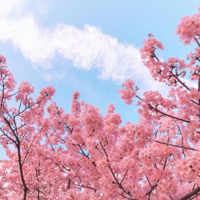 百度版芈月传奇下载